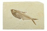 Fossil Fish (Diplomystus) - Wyoming #240362-1